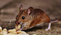 24 Hour & Emergency Exterminators in Rolinda, CA